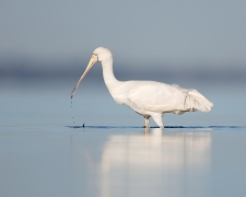 Yellow-billed Spoonbill (Image ID 62243)