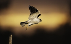 Black-shouldered Kite (Image ID 62017)