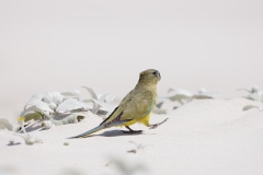 Rock Parrot (Image ID 62008)
