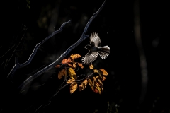 Grey Fantail (Image ID 61822)