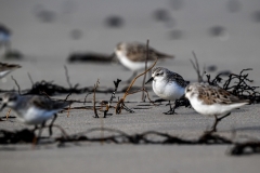 Red-necked Stint (Image ID 62054)