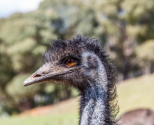 Emu (Image ID 61947)