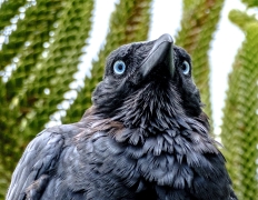 Little Raven (Image ID 61891)