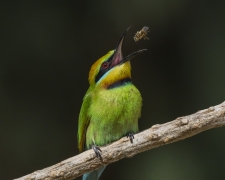 Rainbow Bee-eater (Image ID 61733)