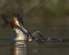 Great Crested Grebe (Image ID 62026)