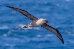 Light-mantled Sooty Albatross (Image ID 61799)