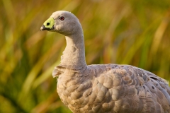 Cape Barren Goose (Image ID 61901)
