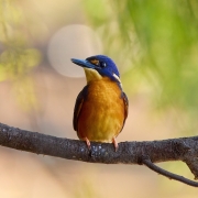 Azure Kingfisher (Image ID 62073)