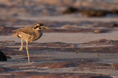 Beach Stone-curlew (Image ID 62098)