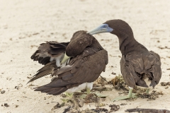 Brown Booby (Image ID 62786)