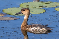 Wandering Whistling-Duck (Image ID 62267)