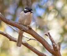 Strong-billed Honeyeater (Image ID 62721)