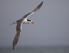 Greater Crested Tern (Image ID 62706)
