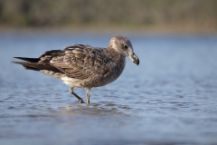Pacific Gull (Image ID 62843)