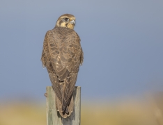 Brown Falcon (Image ID 62850)