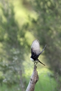 Willie Wagtail (Image ID 62847)