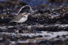 Double-banded Plover (Image ID 62831)