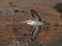 Australian Pelican (Image ID 62815)