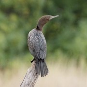 Little Black Cormorant (Image ID 62338)