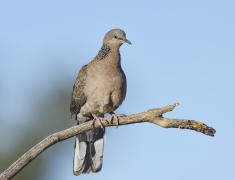 Spotted Dove (Image ID 62729)