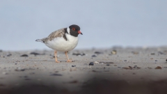Hooded Plover (Image ID 62852)