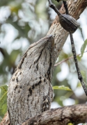 Tawny Frogmouth (Image ID 62799)