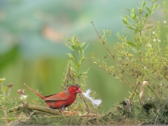 Black-bellied Crimson Finch (Image ID 62795)