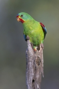 Swift Parrot (Image ID 62805)