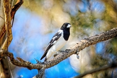 Pied Butcherbird (Image ID 62460)