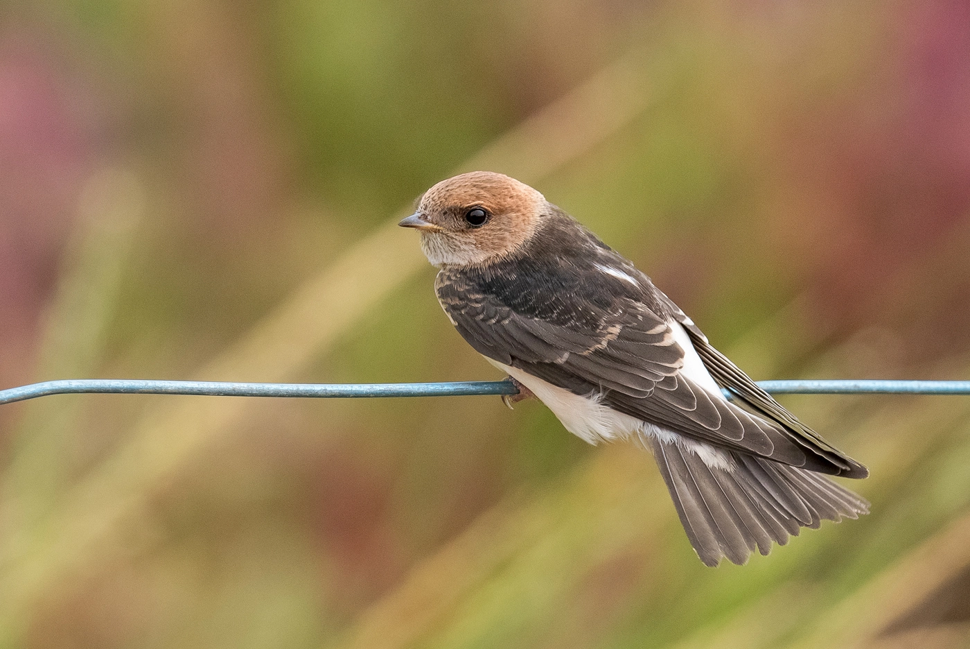 Fairy Martin (Image ID 24704) Fairy Martin (Image ID 24704)