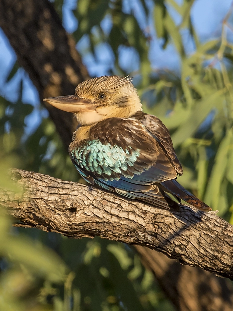 Blue-winged Kookaburra (Image ID 28836)