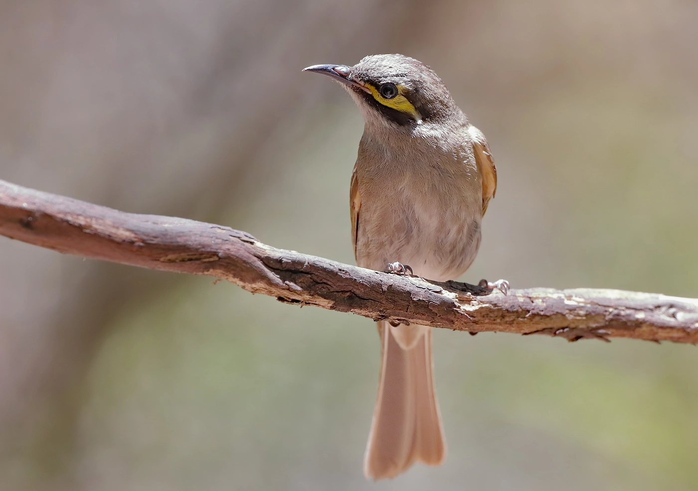 Yellow-faced Honeyeater (Image ID 28915)