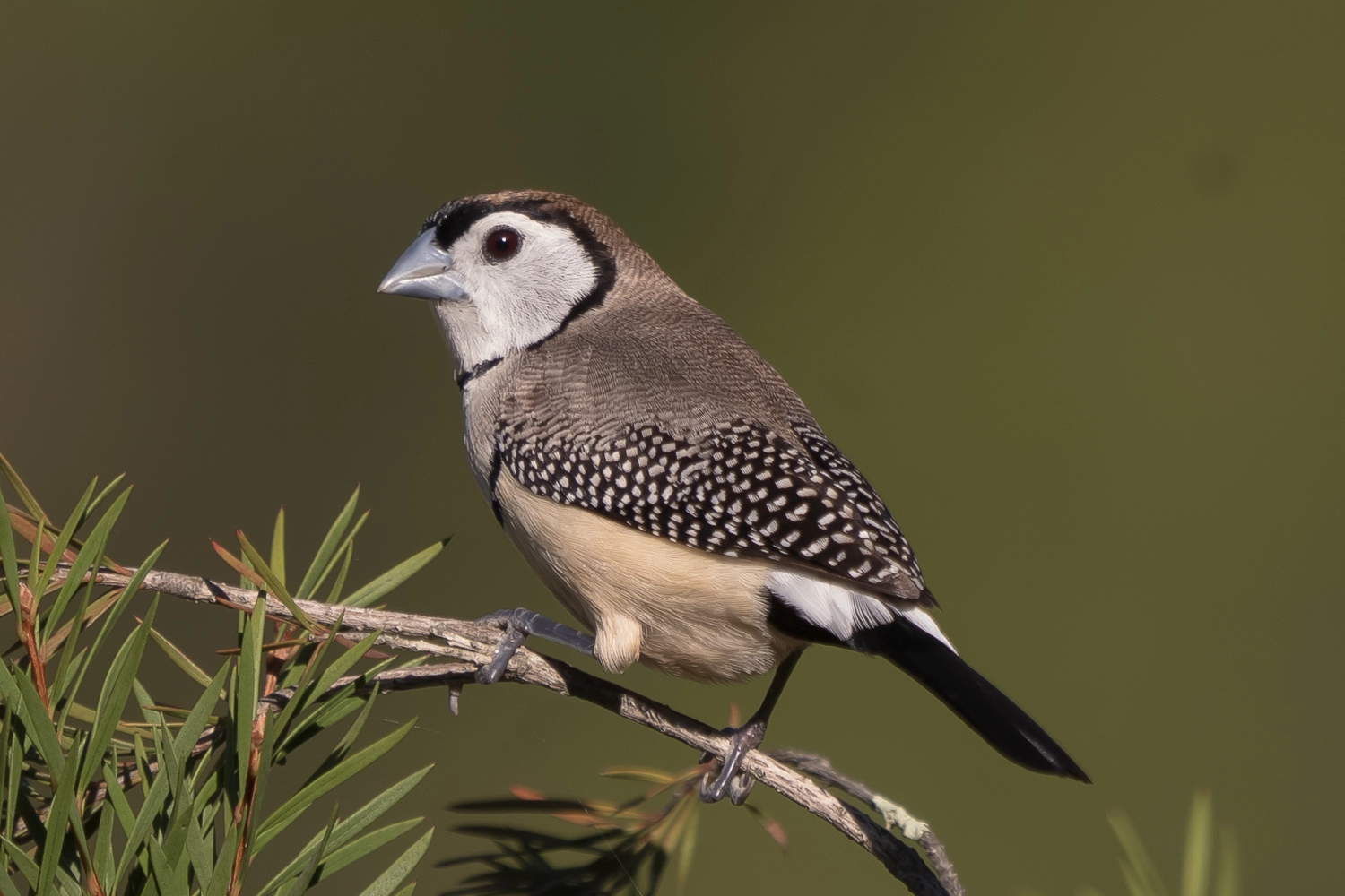 Double-barred Finch (Image ID 40366) Double-barred Finch (Image ID 40366)