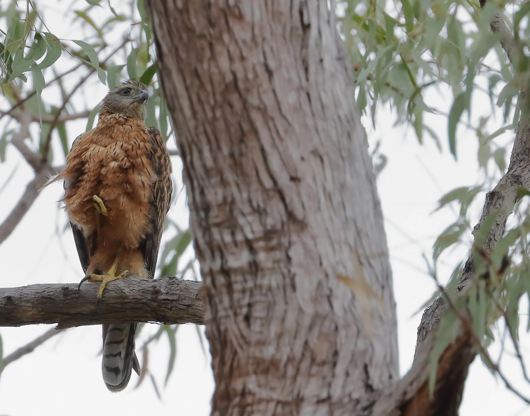 Red Goshawk (Image ID 42234)