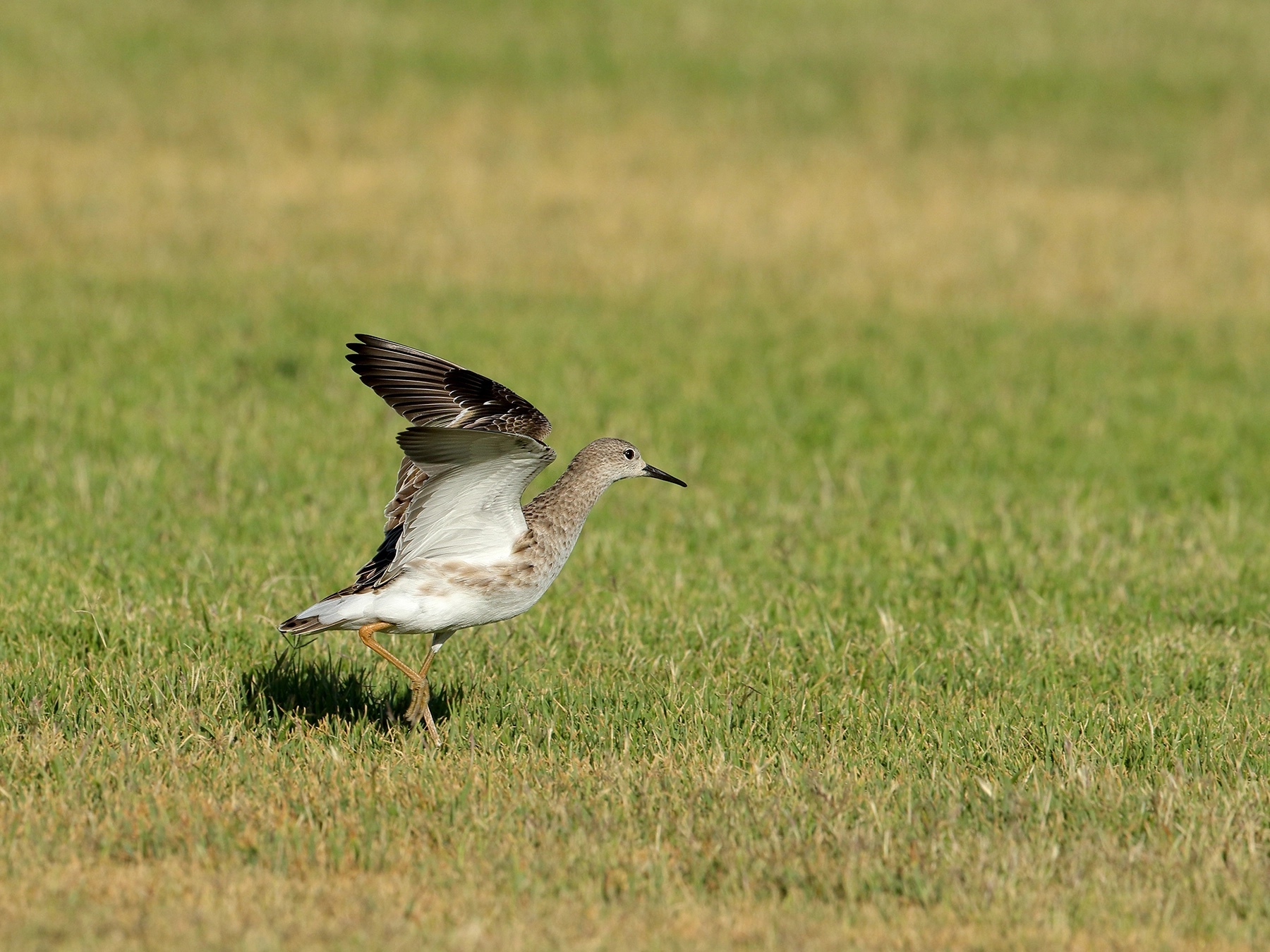 Ruff (Image ID 51134) Ruff (Image ID 51134)