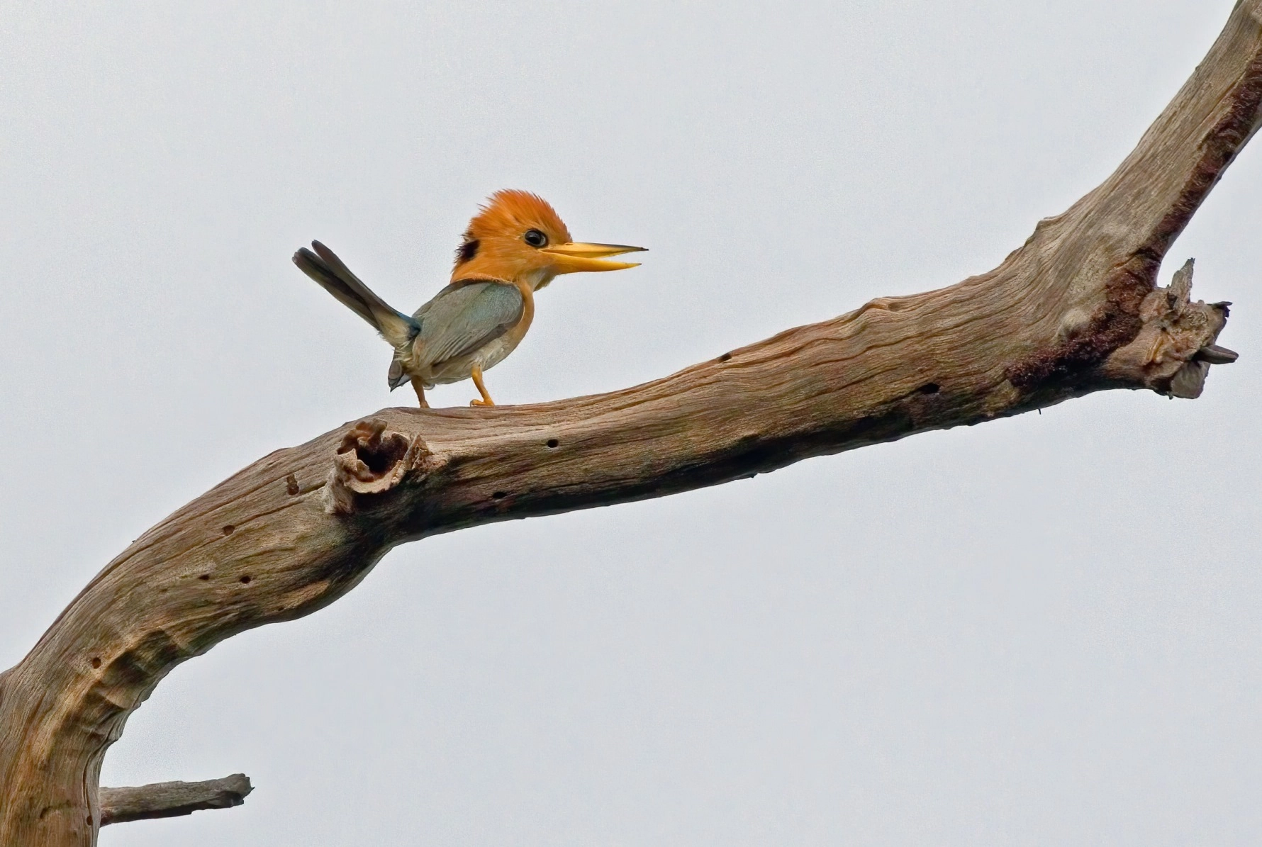Yellow-billed Kingfisher (Image ID 55142)