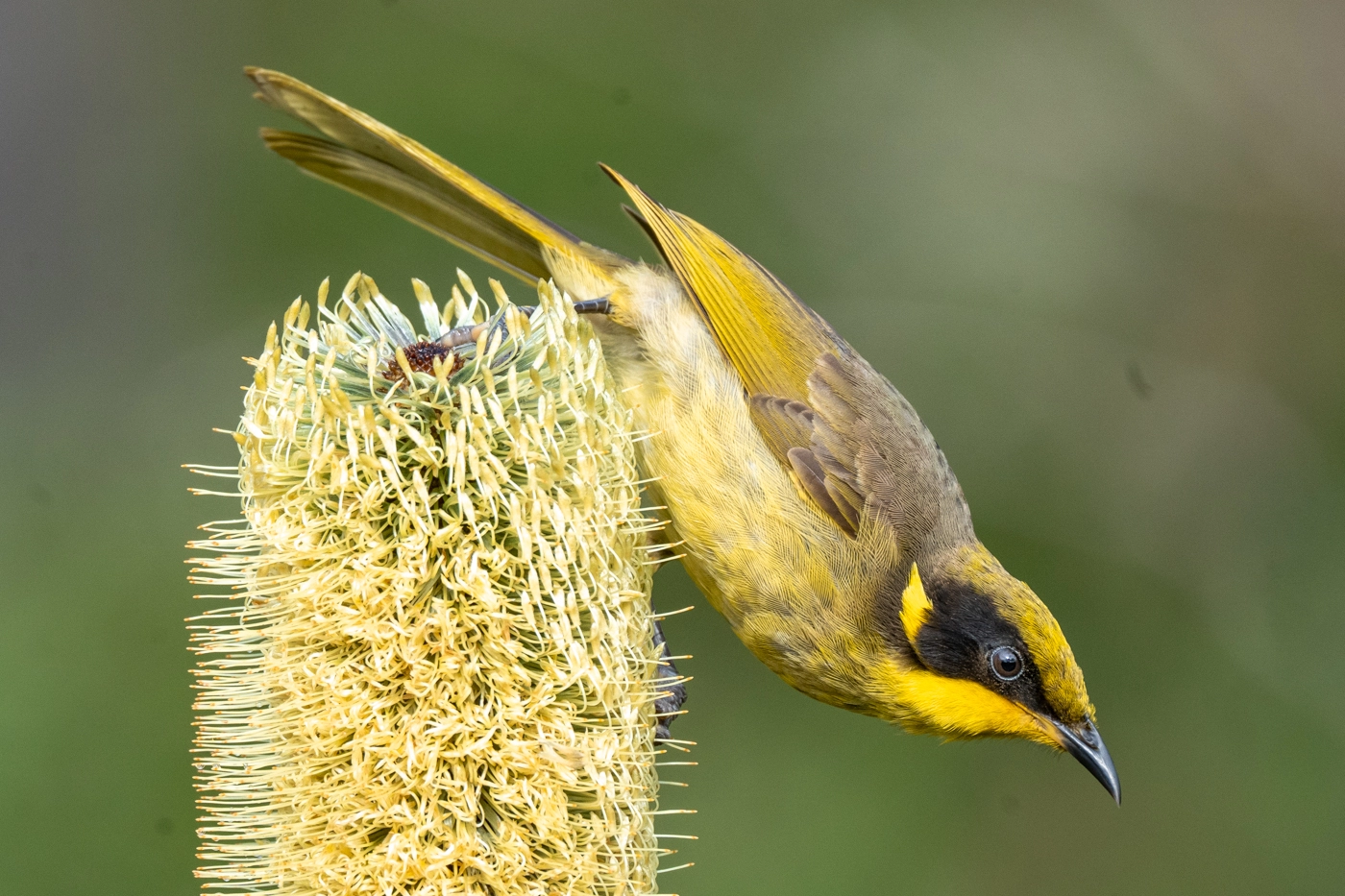 Yellow-tufted Honeyeater (Image ID 58186)