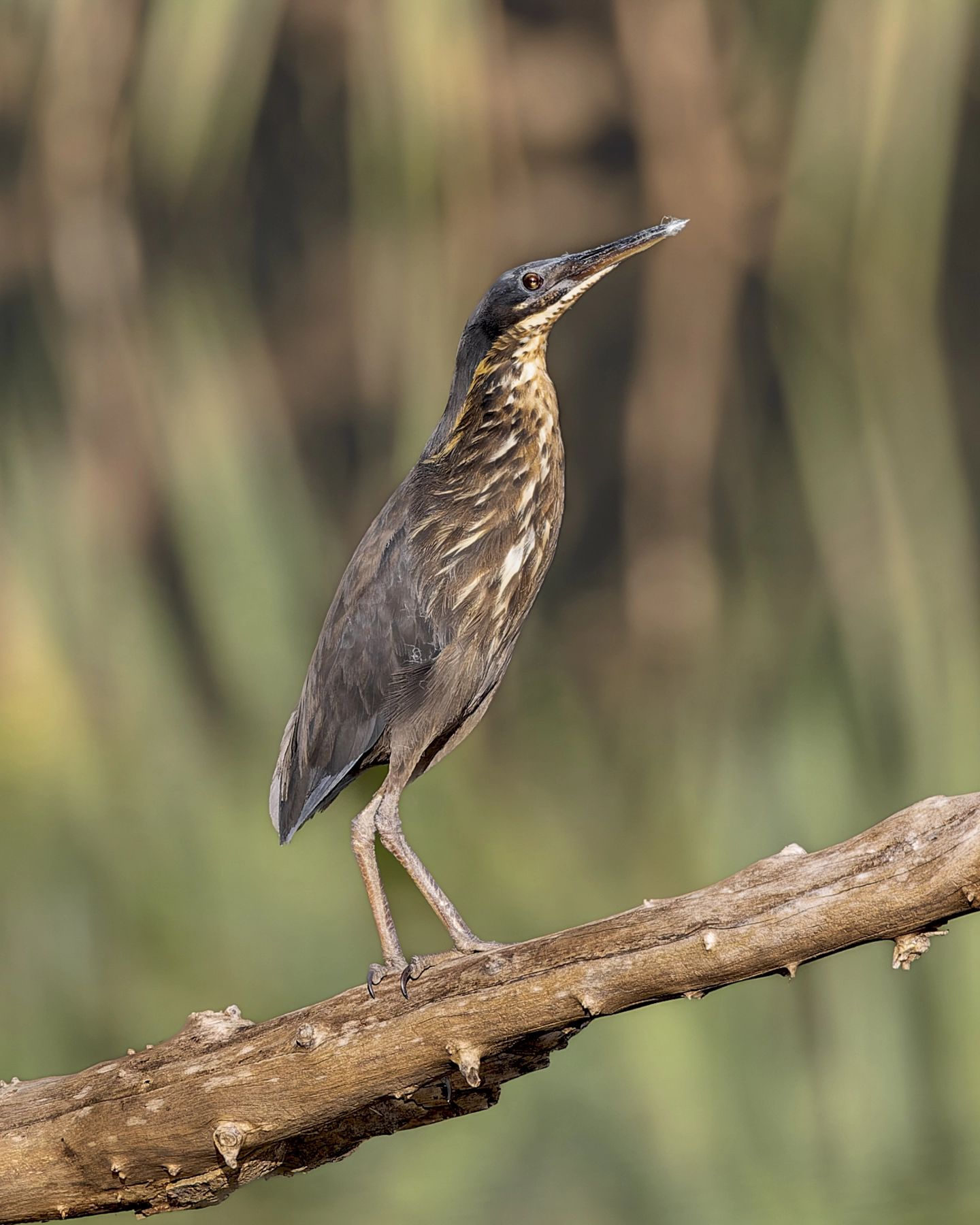Black Bittern (Image ID 58475)