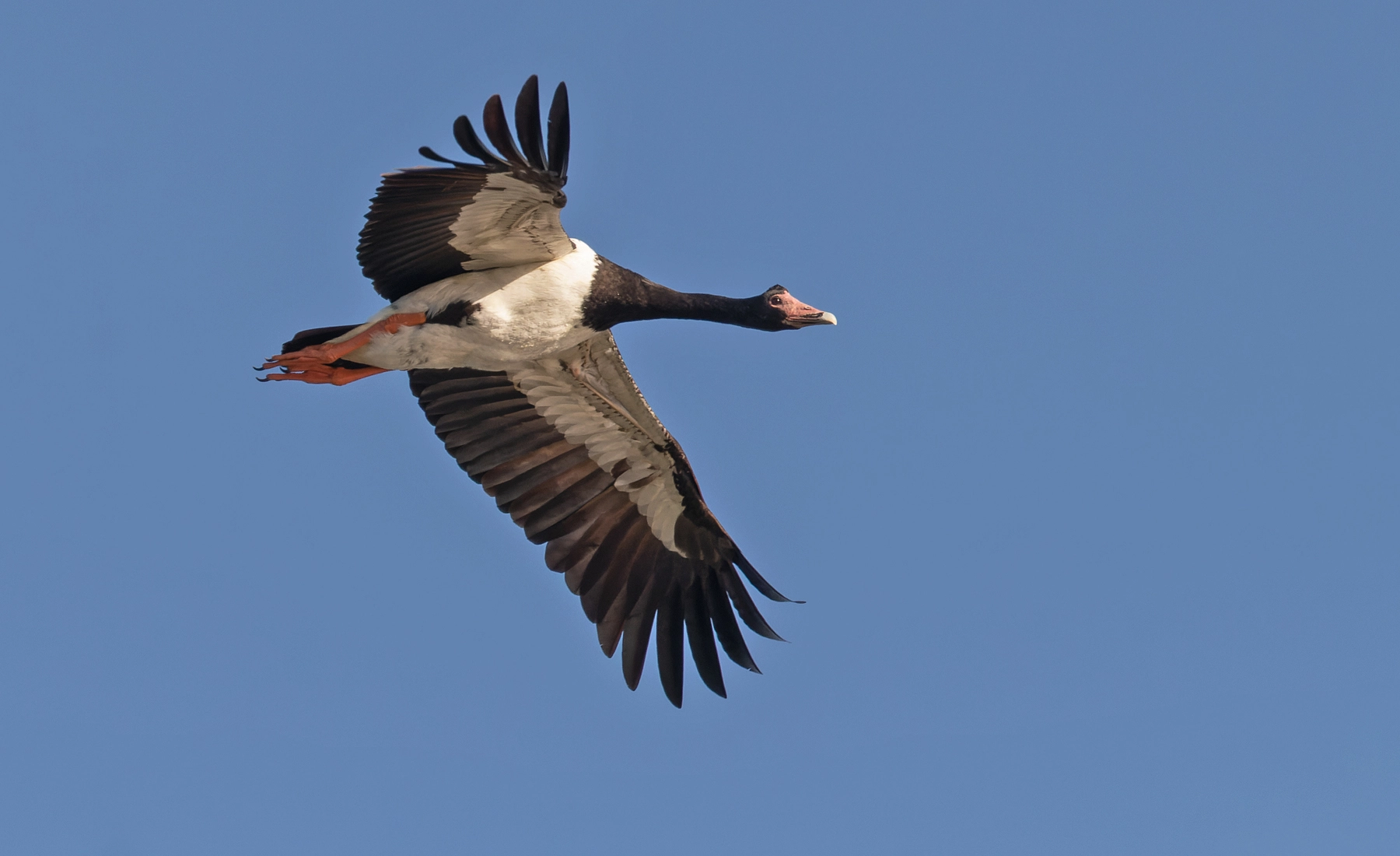 Magpie Goose (Image ID 58940)