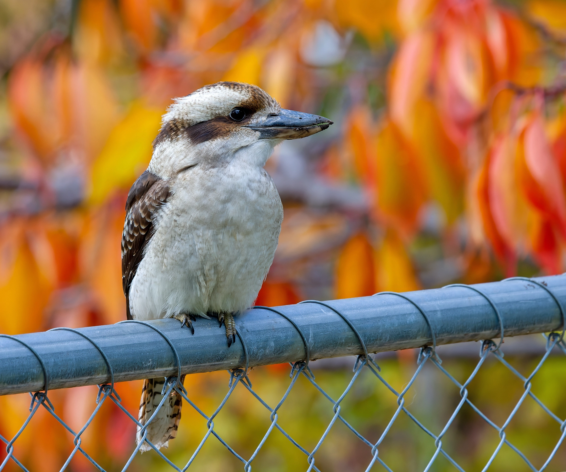 Laughing Kookaburra (Image ID 63385)