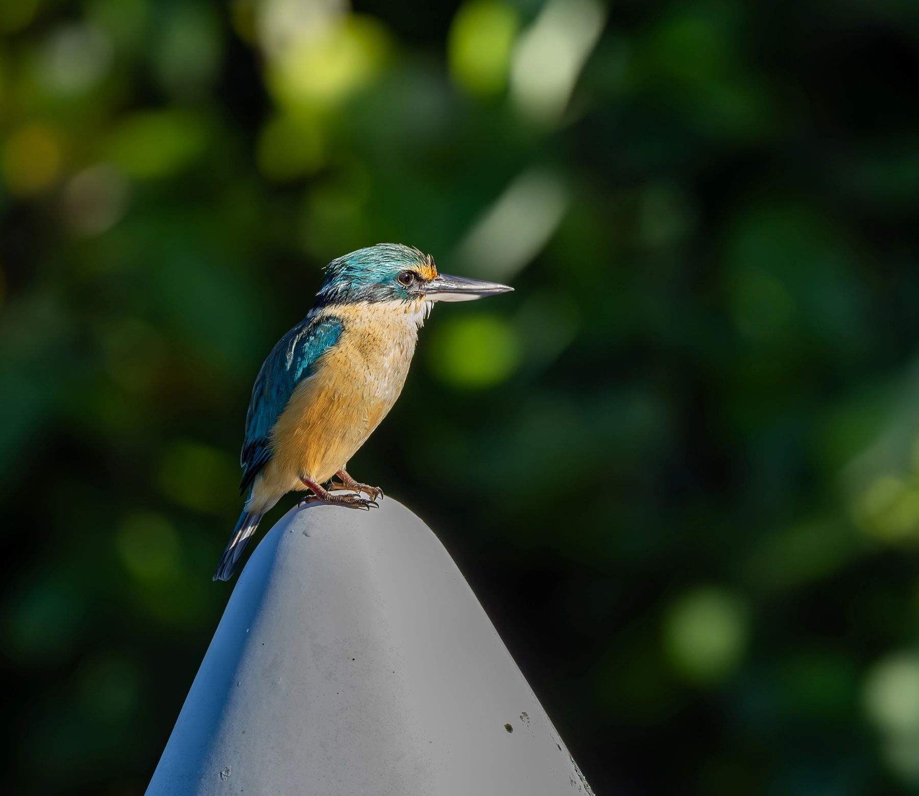 Sacred Kingfisher (Image ID 63539)
