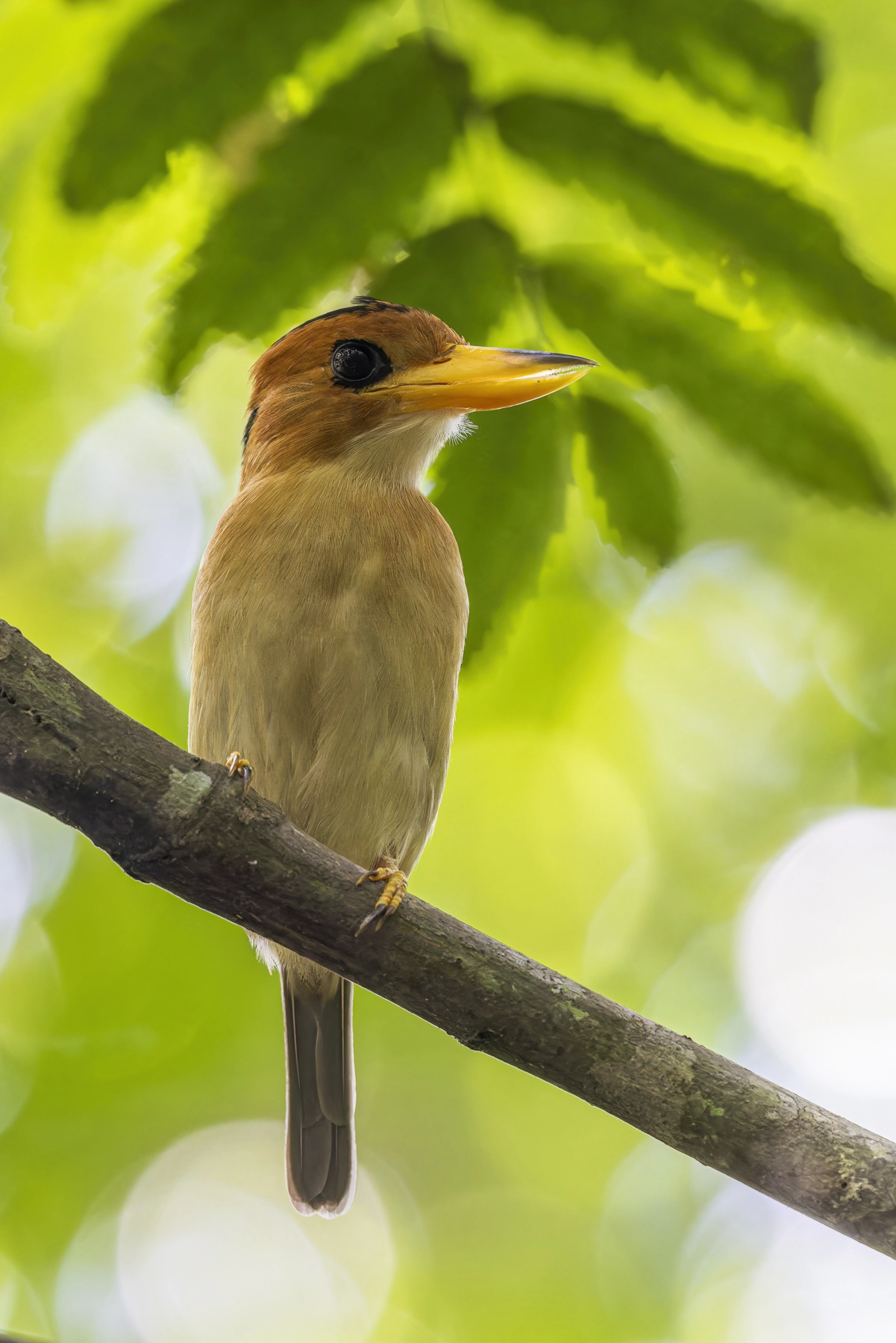 Yellow-billed Kingfisher (Image ID 63531)