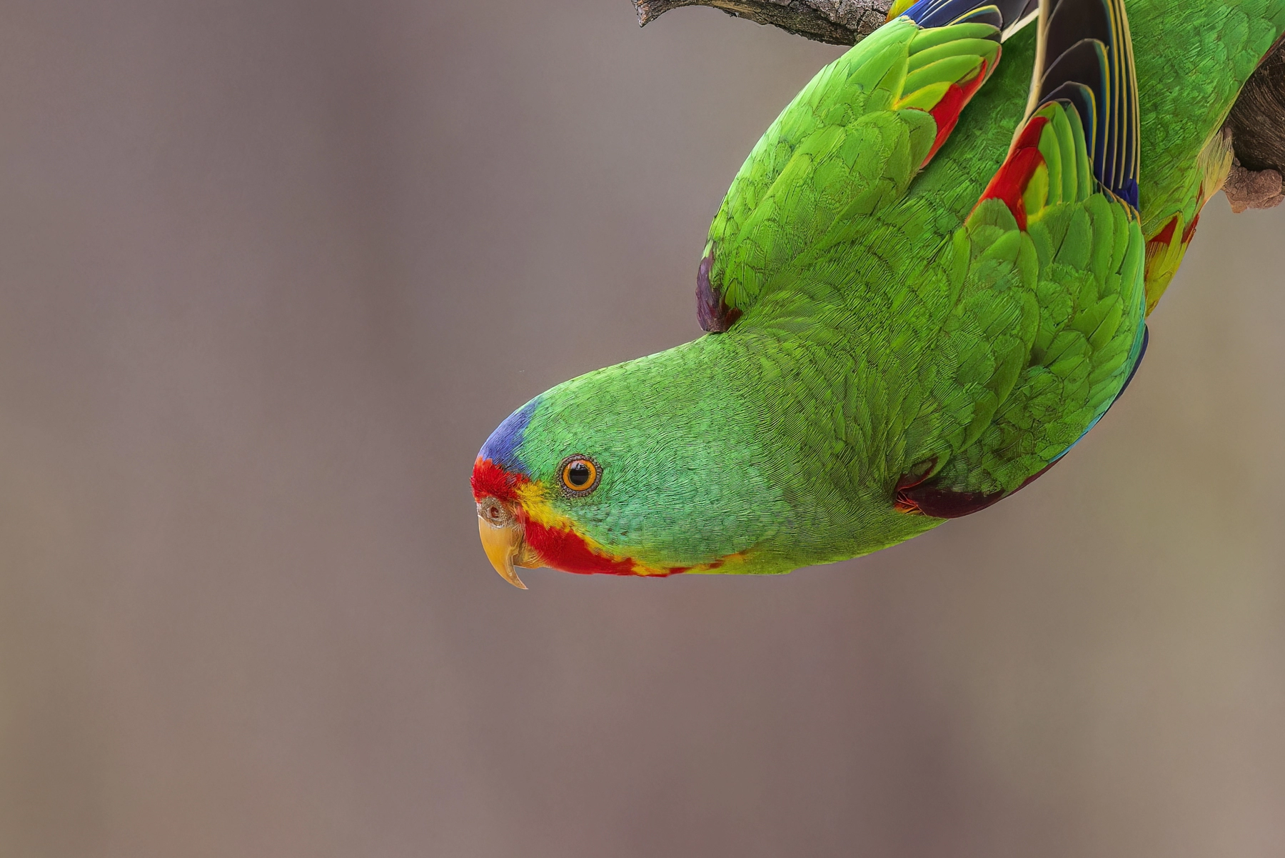 Swift Parrot (Image ID 63530) Swift Parrot (Image ID 63530)