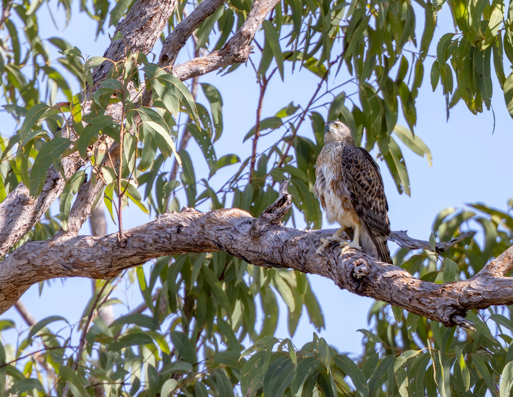 Red Goshawk (Image ID 64523)