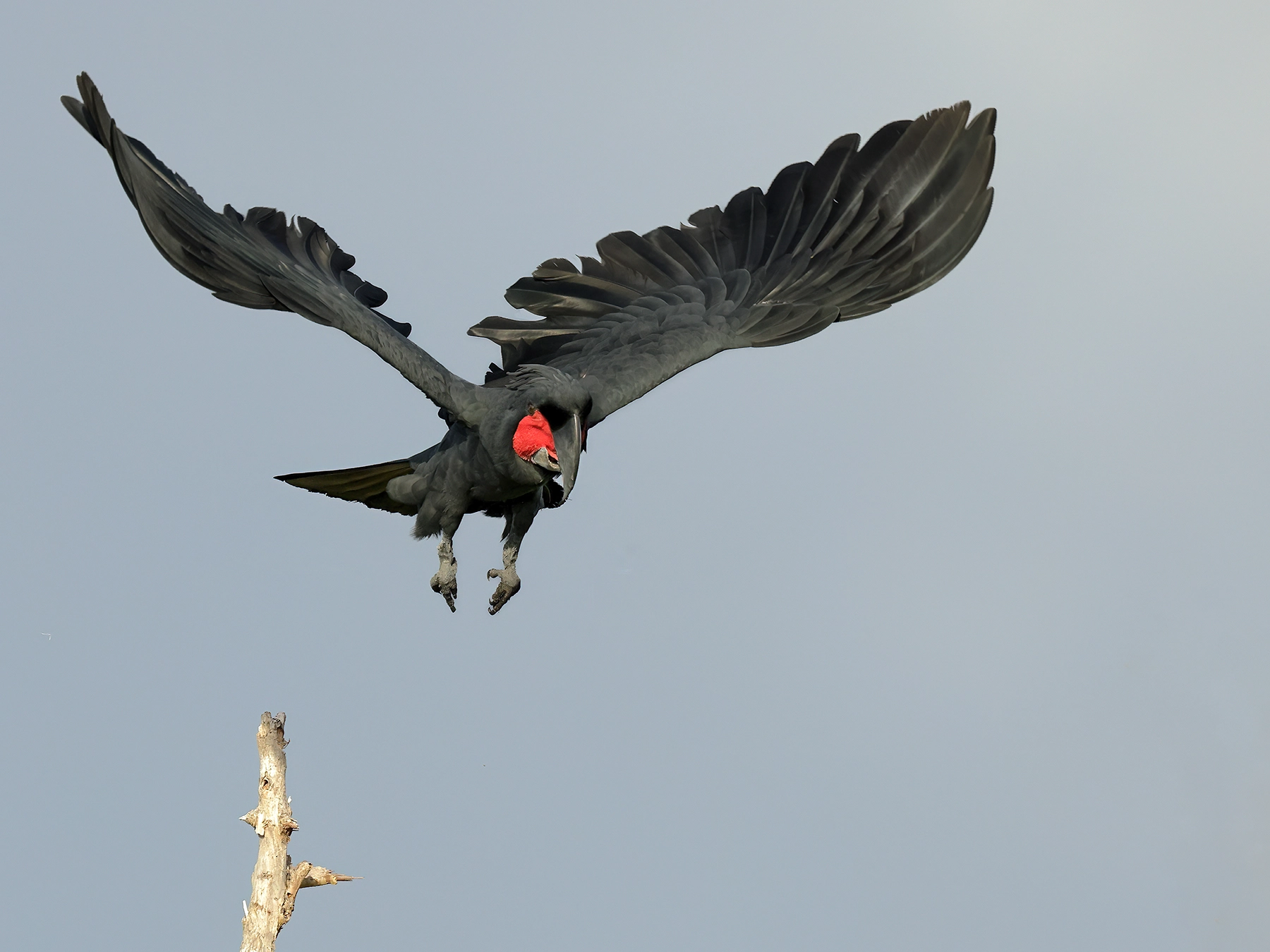 Palm Cockatoo (Image ID 64414)