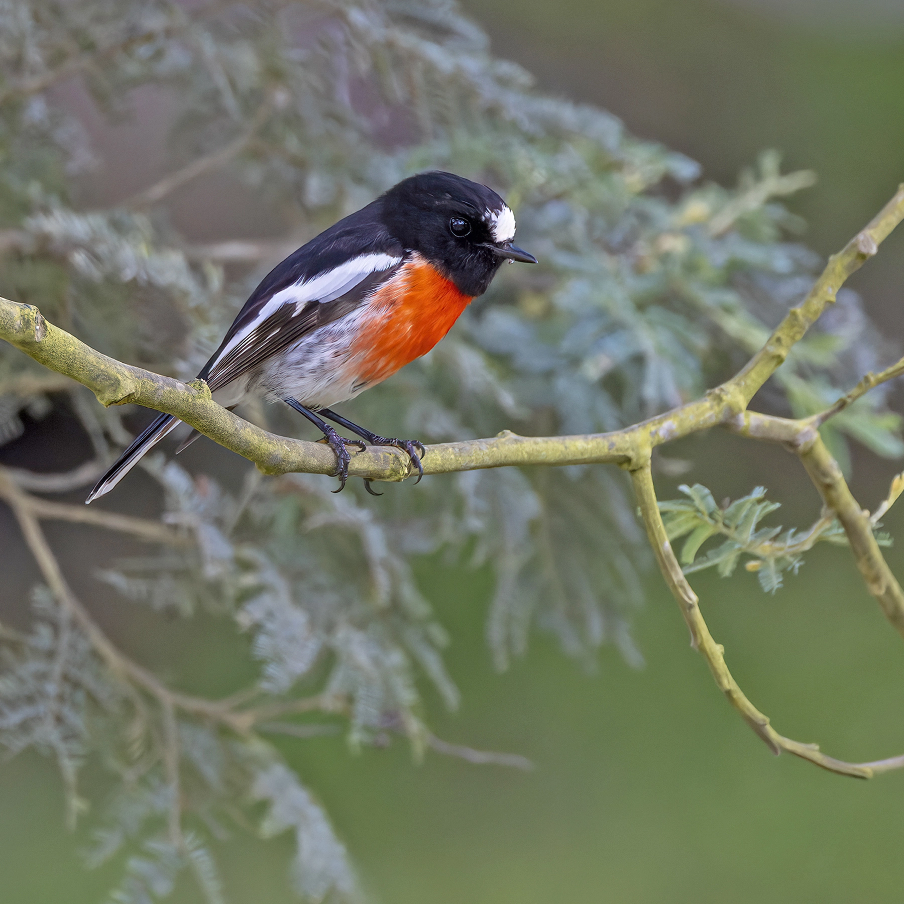 Scarlet Robin (Image ID 65533)
