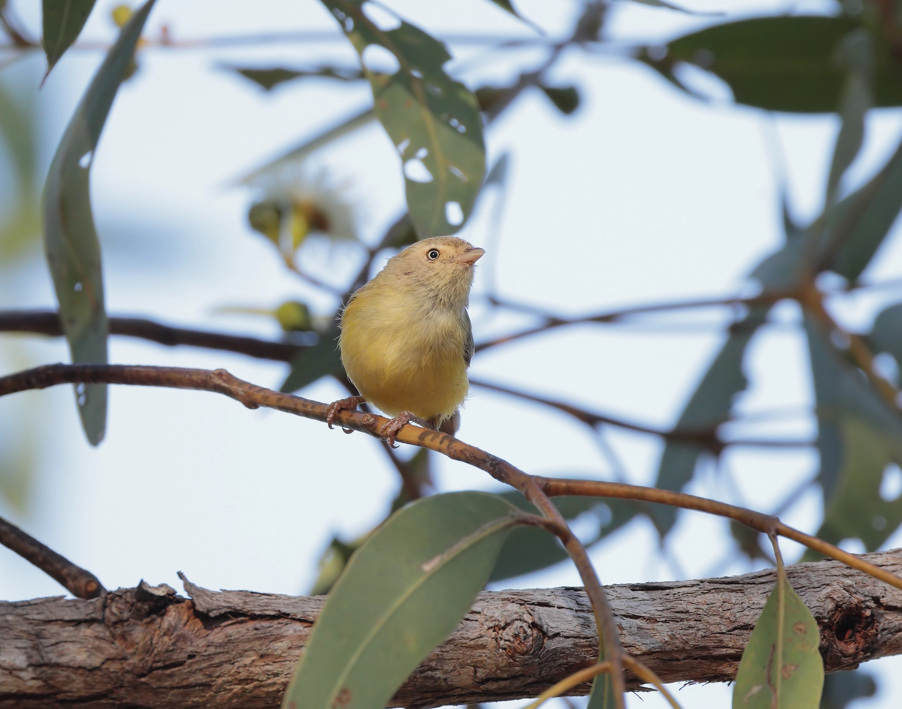 Weebill (Image ID 65128)