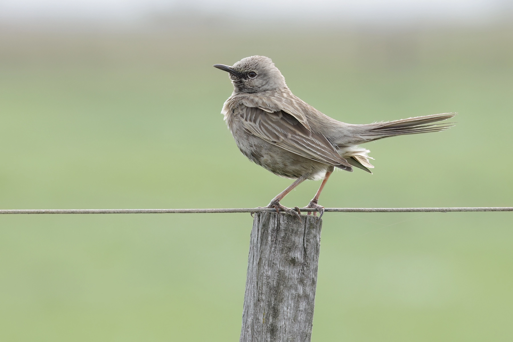 Brown Songlark (Image ID 65042) Brown Songlark (Image ID 65042)