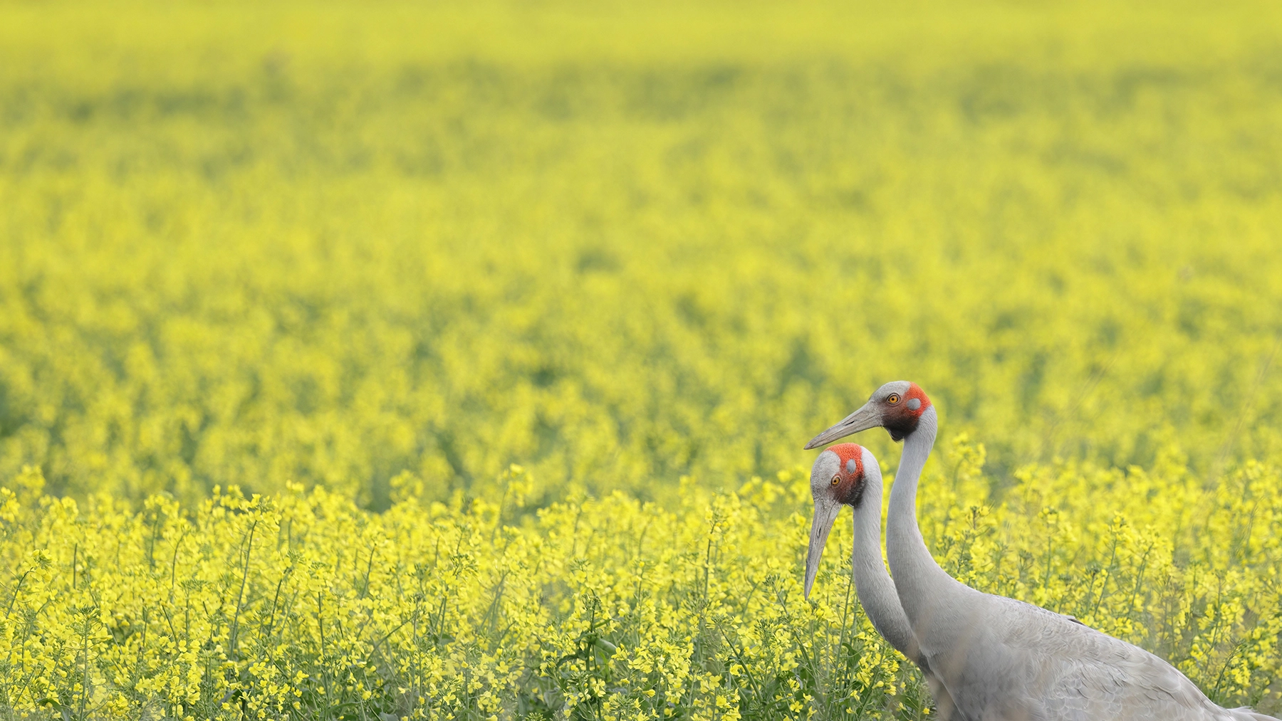 Brolga (Image ID 65043)
