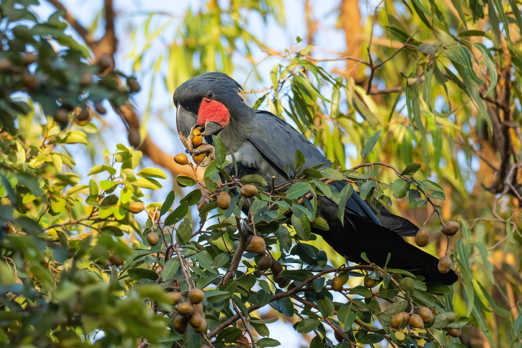 Palm Cockatoo (Image ID 65095) Palm Cockatoo (Image ID 65095)